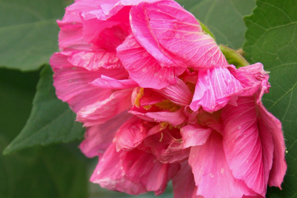 芙蓉花秋天為什么不長了