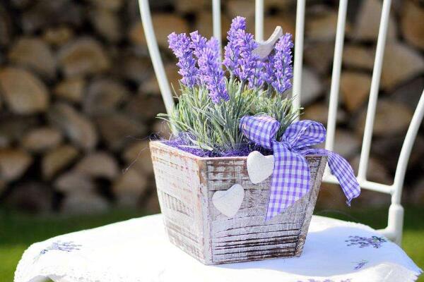 薰衣草盆栽的種植方法，薰衣草種植的5大要點(diǎn)