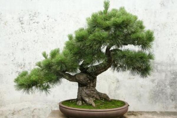 羅漢松的養(yǎng)殖方法，以下6步是關(guān)鍵