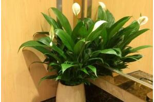 一帆風(fēng)順怎么繁殖，一帆風(fēng)順分株過程圖解