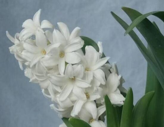 風(fēng)信子花代表什么意思，代表著永遠(yuǎn)的懷念、重生的愛