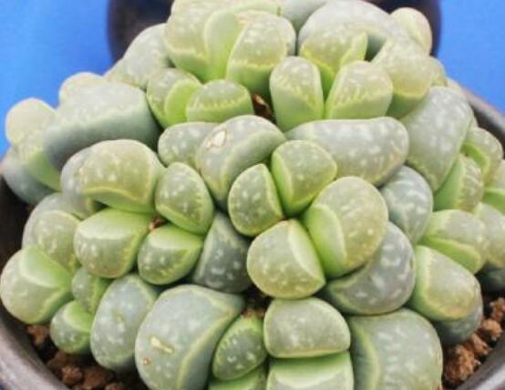 夏天生石花怎么養(yǎng)，做好五個要點可安然度夏