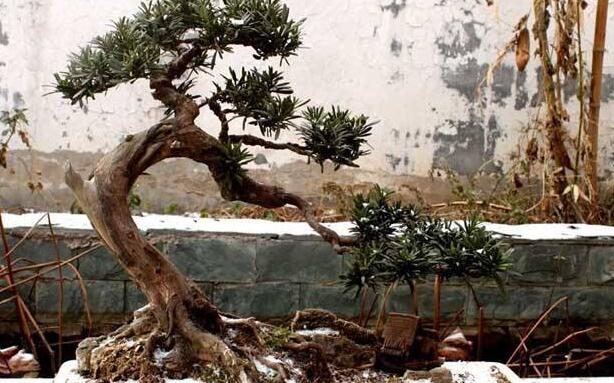 羅漢松最佳修剪時(shí)間，常年都可以進(jìn)行修剪