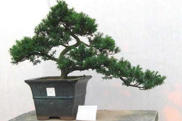 羅漢松的風(fēng)水作用，生財(cái)和化煞