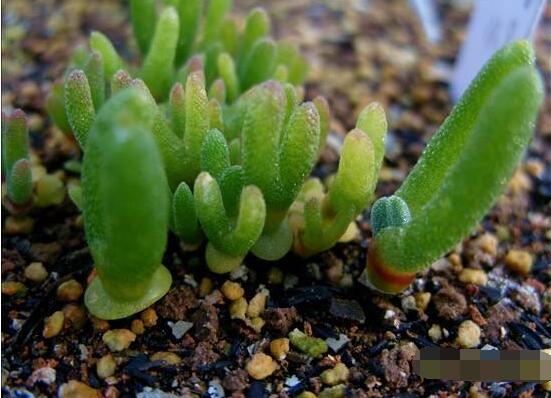 碧光環(huán)種植方法，擇健康種子、保水保肥土壤/淺盆為主