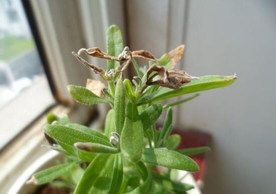 薰衣草葉子干枯怎么辦，教你正確的補(bǔ)救方法