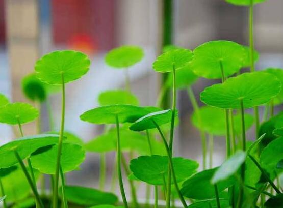 銅錢草放在臥室好嗎，寓意著家有銅錢、財(cái)源滾滾