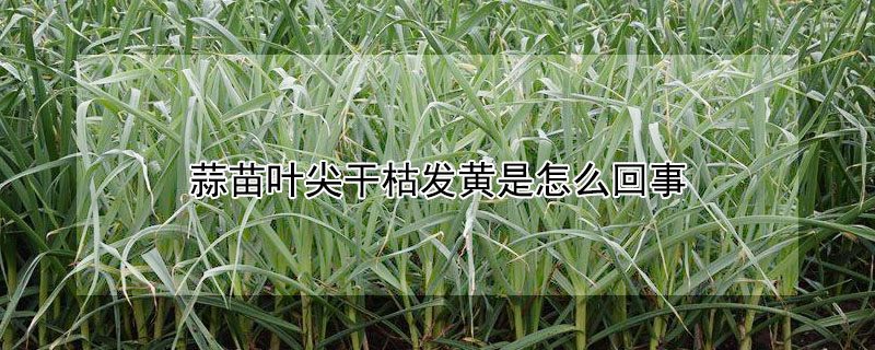 蒜苗葉尖干枯發(fā)黃是怎么回事
