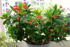 虎刺梅不開花怎么辦，加強(qiáng)通風(fēng)并增加光照