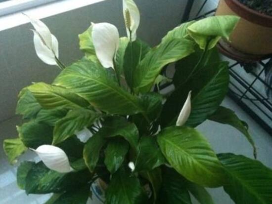 一帆風(fēng)順花期，大多數(shù)在5-8月開花(一年四季均可開花)