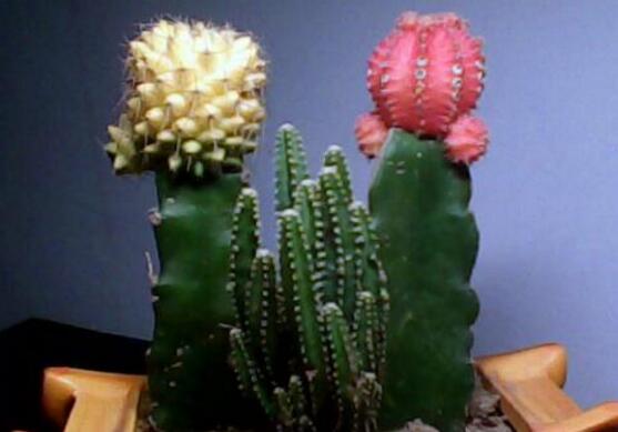 仙人掌的蟲害防治大全，三種蟲害以及解決辦法