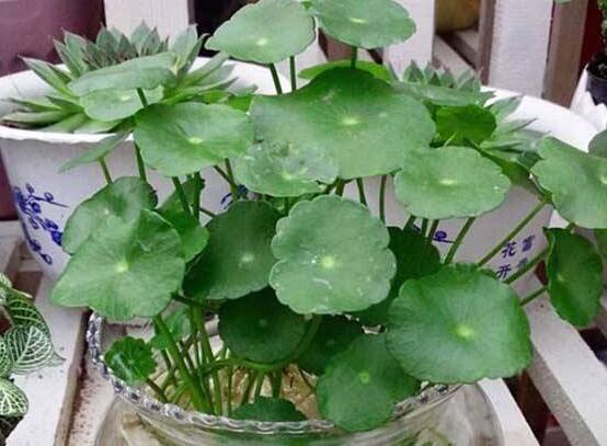 銅錢草焉了怎么回事，多半是澆水和光照不當(dāng)導(dǎo)致