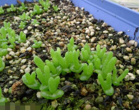 碧光環(huán)的用土方法，四份營養(yǎng)土六份蛭石一份珍珠巖混合配制