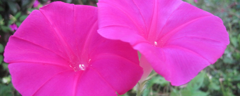 牽?；ǚN子可以用真空保存嗎