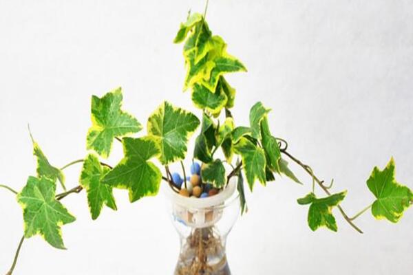 常春藤水澆多了怎么辦，脫盆晾土，重新栽種