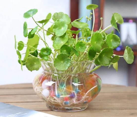 銅錢草水培怎么固定根，，擇一些小花石置于水瓶底部(美觀固定)