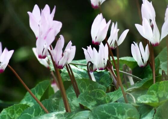 仙客來(lái)突然蔫了怎么辦，主要就是光照和澆水不當(dāng)導(dǎo)致