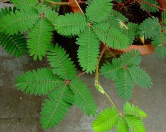 含羞草怎么養(yǎng)活，做好五個要點(diǎn)存活率百分百