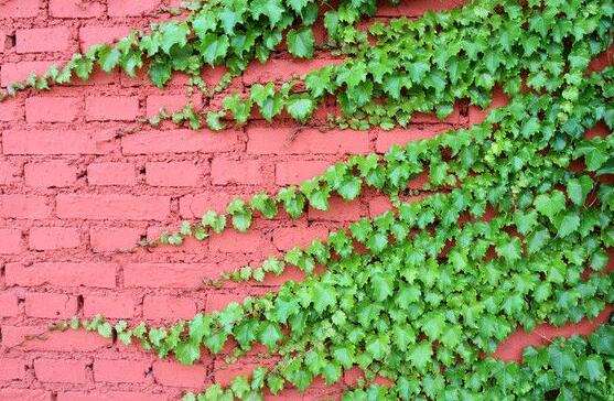 常春藤掉葉子怎么辦，四種原因以及解決辦法