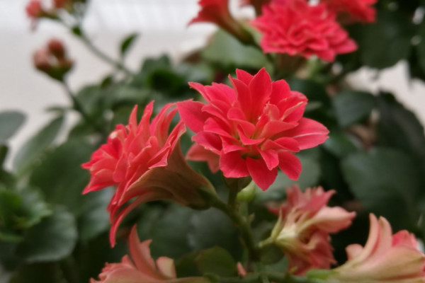 長(zhǎng)壽花怎么才能長(zhǎng)得快