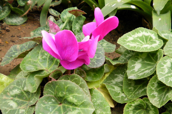 北方冬天如何養(yǎng)仙客來(lái)