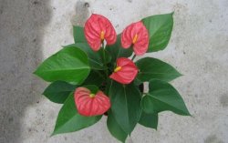 紅掌葉子不紅什么原因，以下5個原因都會導致紅掌不紅