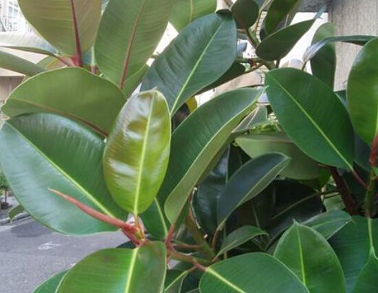 橡皮樹(shù)葉子打卷怎么辦，保持光照充足、溫度合理、忌積水