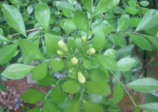 九里香剪枝后多久開花，春季修剪最佳/百天后花開爆盆