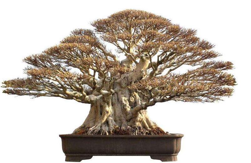 榕樹寓意到底是好是壞，在古代南方被稱為神樹的象征