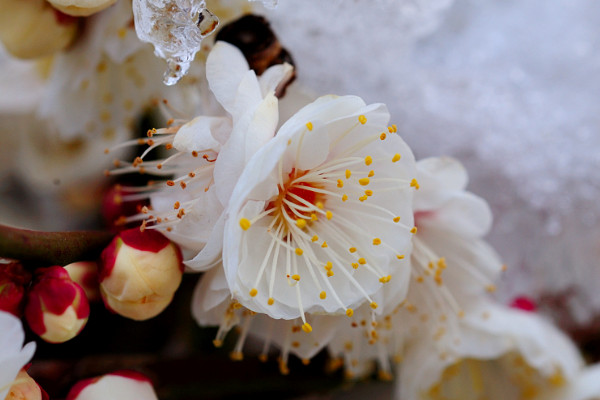 梅花樹葉枯萎補(bǔ)救辦法