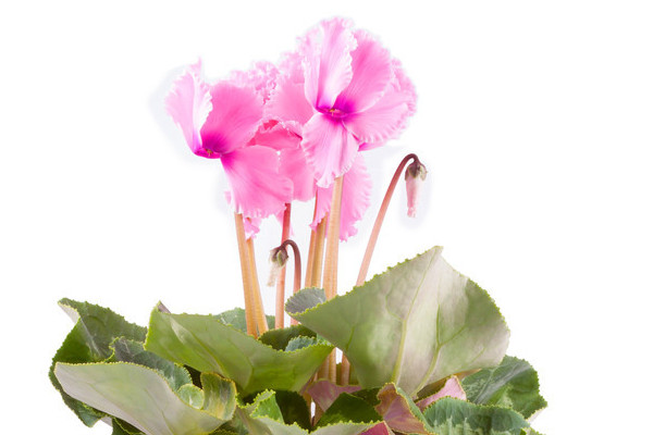 仙客來(lái)花期需要施肥嗎