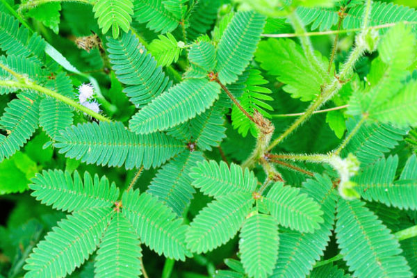 含羞草的養(yǎng)殖方法和注意事項