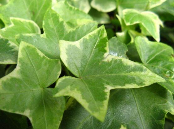 常春藤葉子干枯怎么辦，做好這五點(diǎn)即可恢復(fù)生機(jī)