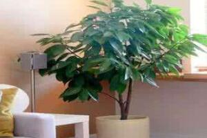 平安樹擺放什么位置好，平安樹的擺放禁忌