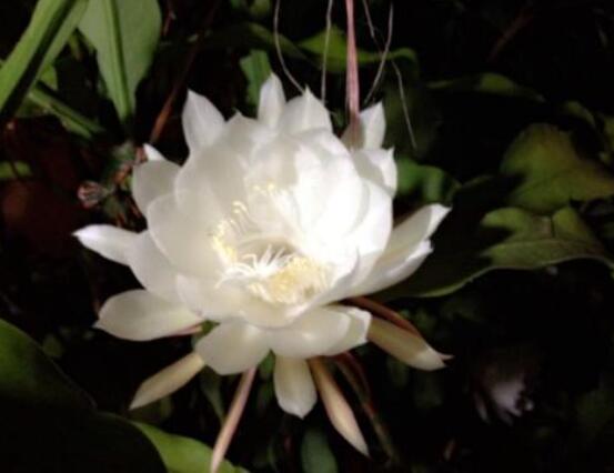 曇花摘下來如何保存，主要分為做干花和自然晾干