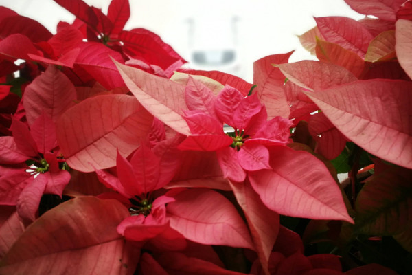 一品紅的養(yǎng)殖方法和注意事項，用混合營養(yǎng)土栽植