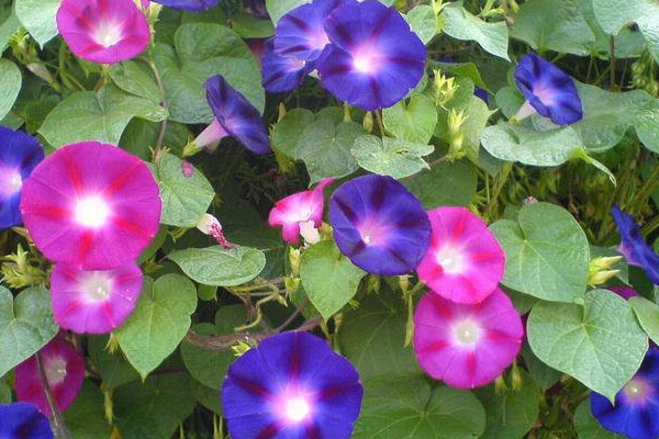 牽?；ǘ炜梢圆シN嗎