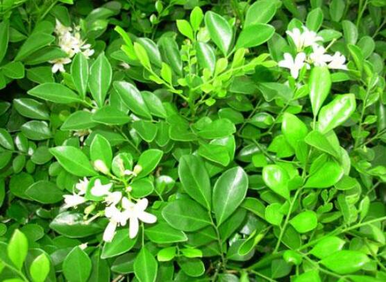 七里香和九里香的區(qū)別，教你三種區(qū)別方法(形態(tài)/生長/作用)