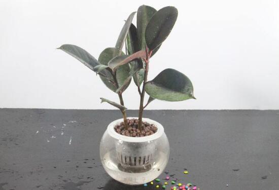 橡皮樹(shù)可以水培嗎，橡皮樹(shù)的水培方法