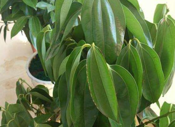 平安樹葉子發(fā)黃掉落怎么辦，教你四種解決辦法快速恢復(fù)生機(jī)