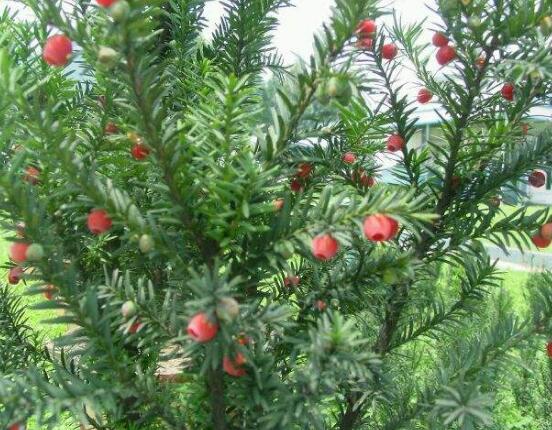 紅豆杉怎么換盆，三個簡單方法教你輕松學(xué)會