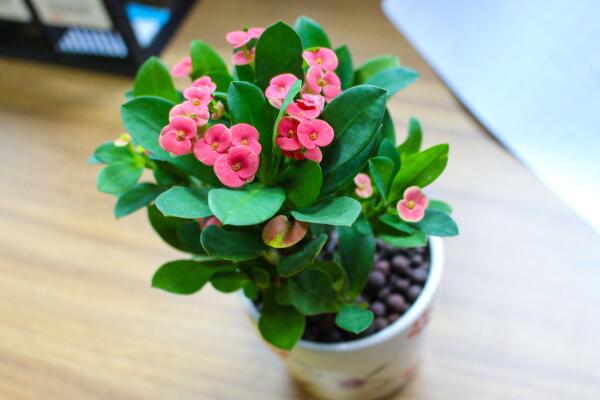 虎刺梅一年開幾次花，只要養(yǎng)護(hù)得當(dāng)虎刺梅可以四季開花