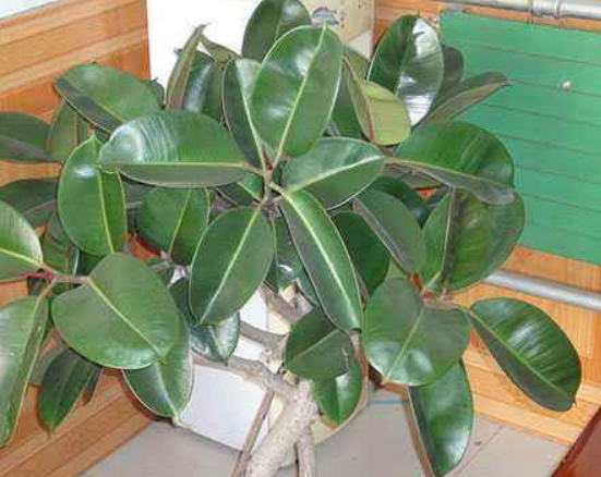 橡皮樹放在哪里旺風(fēng)水，盤點四個最佳位置(客廳/書房/陽臺/玄關(guān))