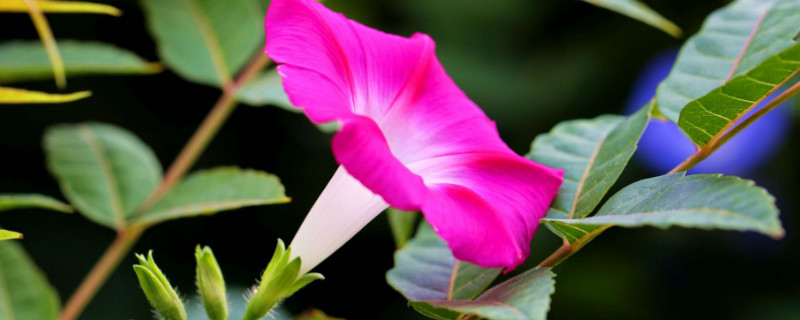 牽?；ㄇ锾炜梢栽谑覂确N嗎