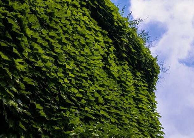 常青藤夏天怎么澆水，澆水時(shí)間要控制好
