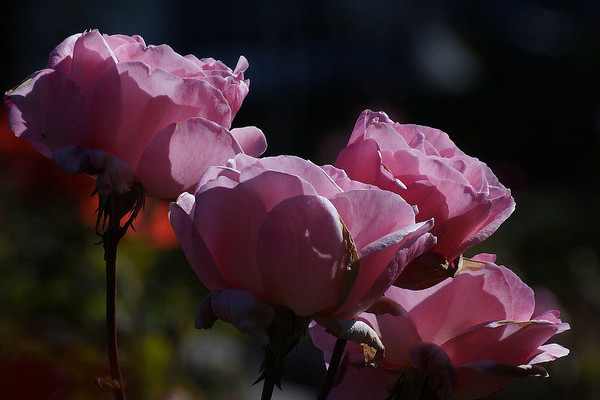 玫瑰花怎么養(yǎng)才不會枯萎