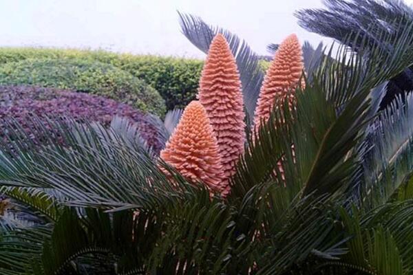 鐵樹開花是什么征兆，是一種祥瑞之兆