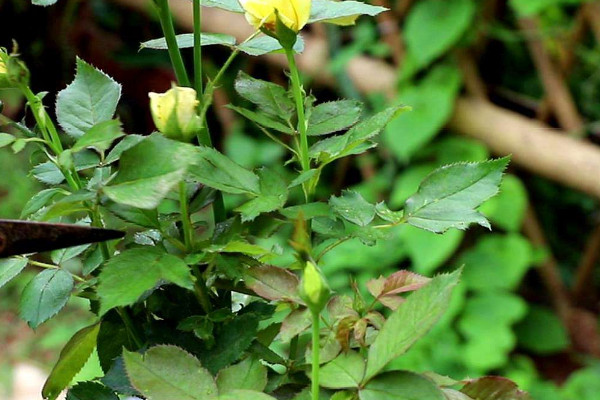月季光長(zhǎng)葉子不開花怎么回事