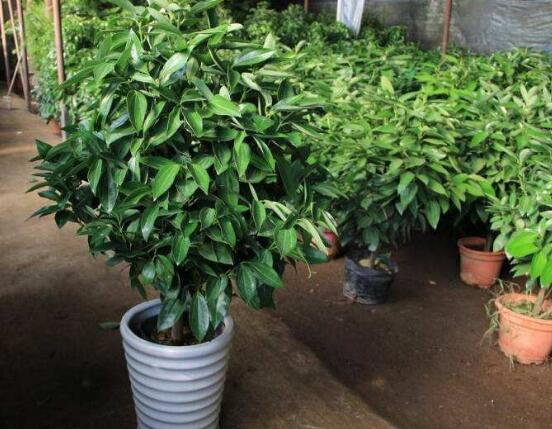 平安樹葉子耷拉怎么辦，三種原因以及解決辦法