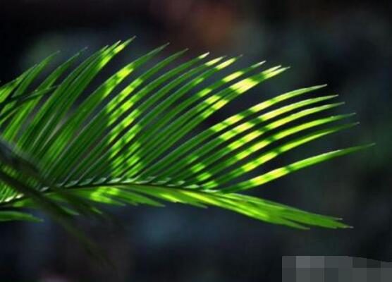 鐵樹怎么澆水，鐵樹澆水方法